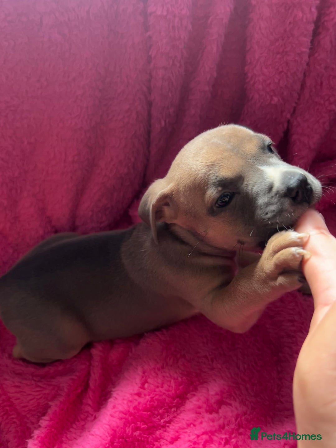 Mixed Breed dogs for sale: Beautiful chunky bully cross staffy pups tri /fawn - Image 27