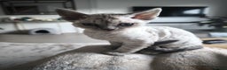 Devon Rex cats for sale: Devon Rex💕Blue Point Lynx Girl🩷Blue Point Boy💙 - Advert 12