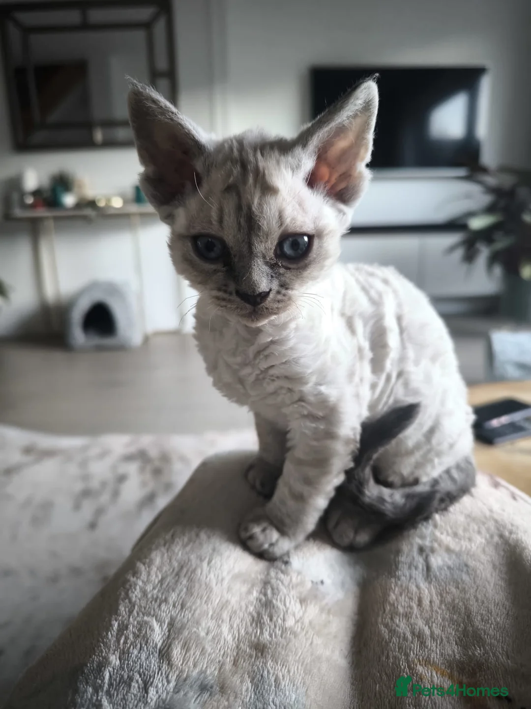 Devon Rex cats for sale: Devon Rex💕Blue Point Lynx Girl🩷 - Advert 18