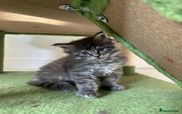Maine Coon cats for sale: Stunning Mainecoon Kittens - Image 6