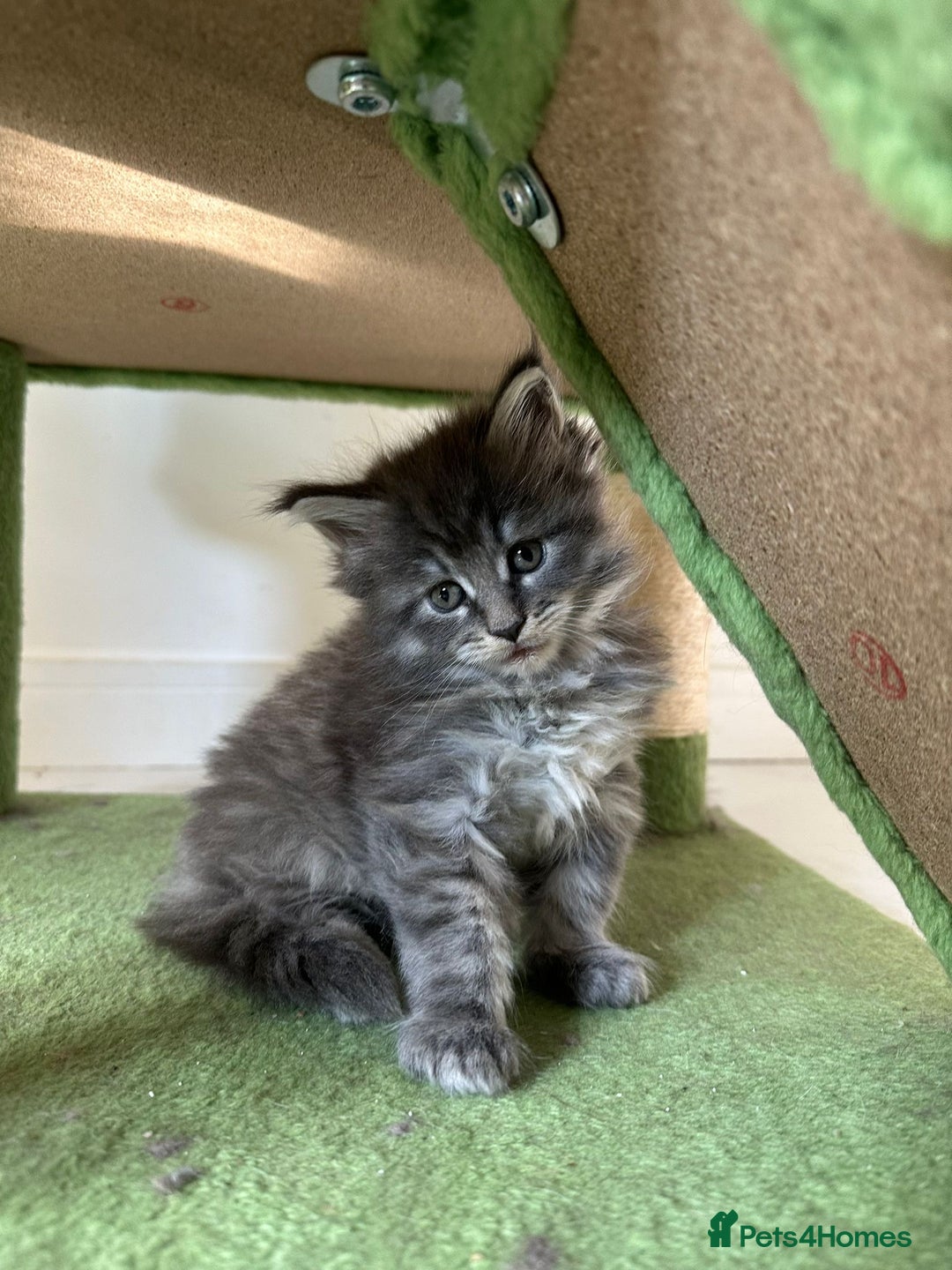Maine Coon cats for sale: Stunning Mainecoon Kittens - Image 6