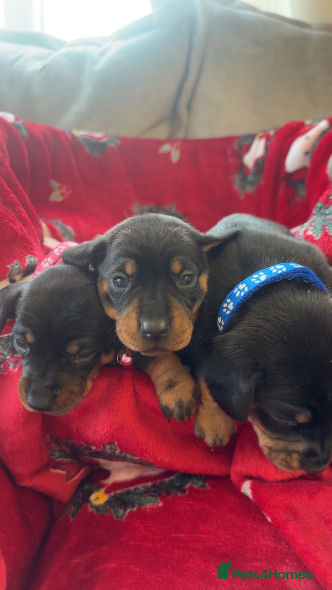 Dachshund dogs for sale: Lovely little Dashound puppies - Advert 1
