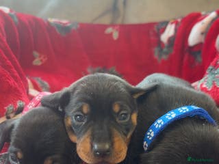 Dachshund dogs Lovely little Dashound puppies - Advert 2