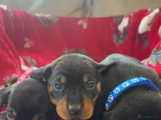 Dachshund dogs Lovely little Dashound puppies - Advert 4