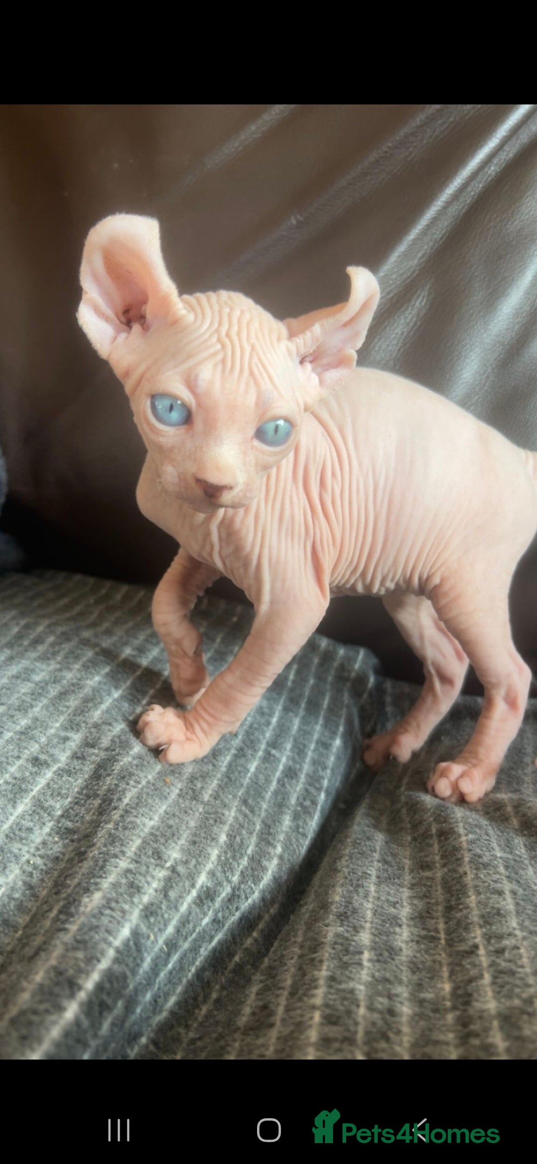 Sphynx cats for sale: Odd eyed Male & seal point female 🩵 - Image 10