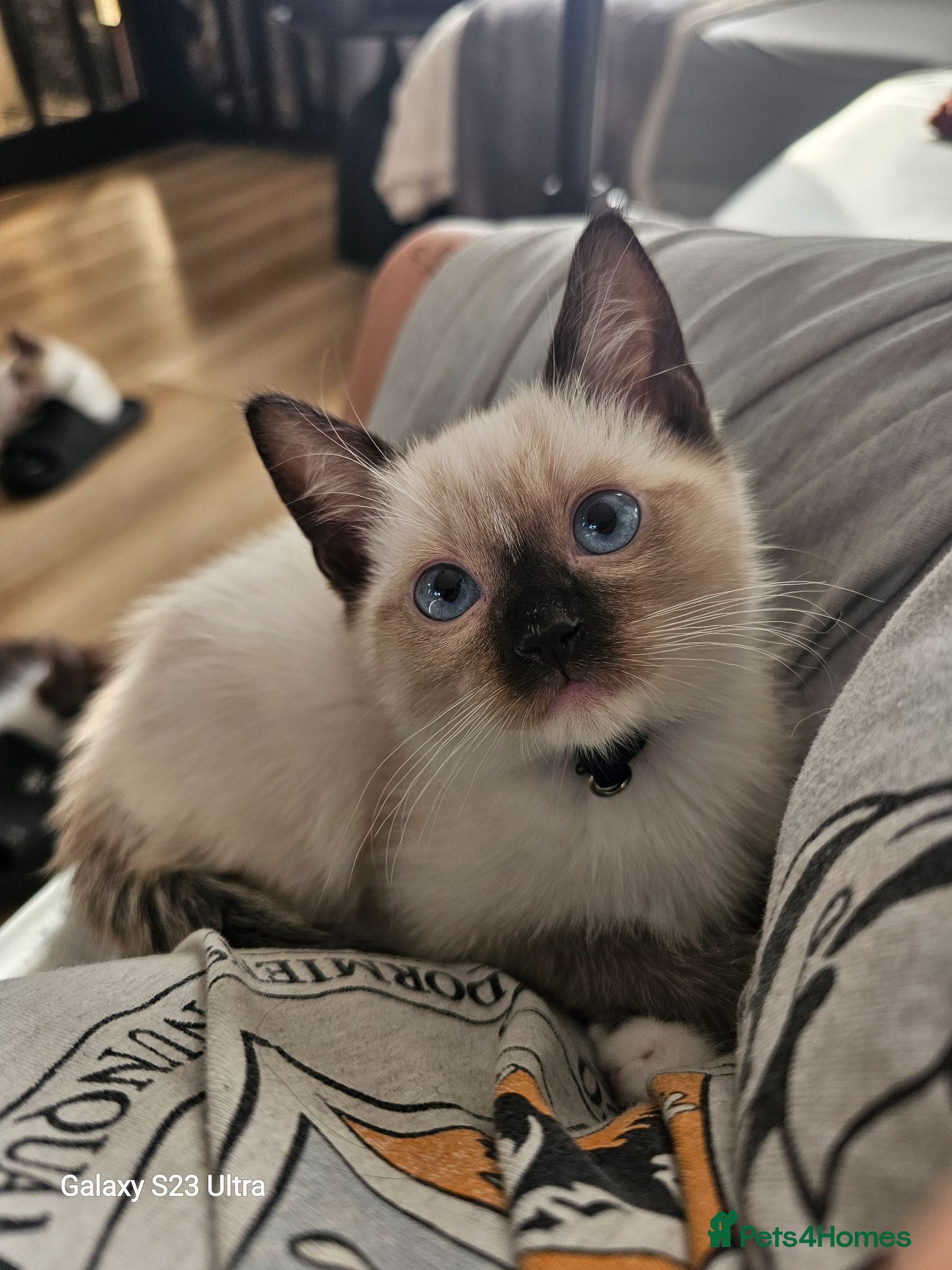 Ragdoll cats for sale: Friendly and playfull Ragdoll x  - Advert 1