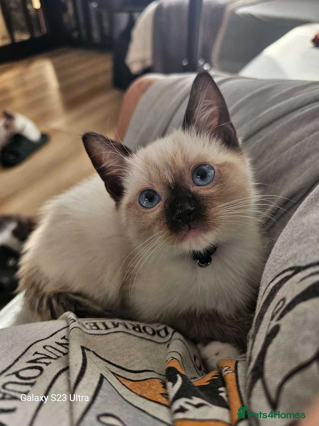 Ragdoll cats for sale: Friendly and playfull Ragdoll x  - Advert 1
