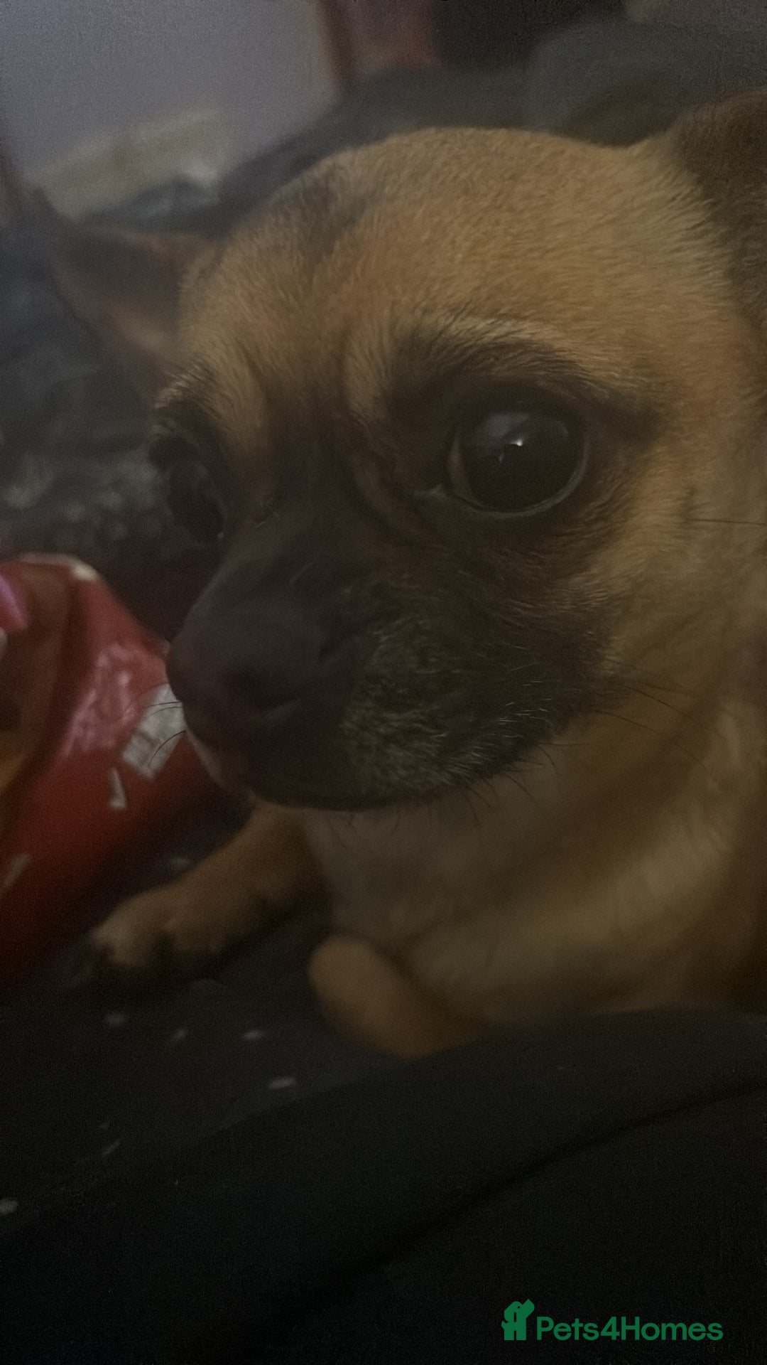 Chug dogs for stud: Handsome boy for stud - Image 6