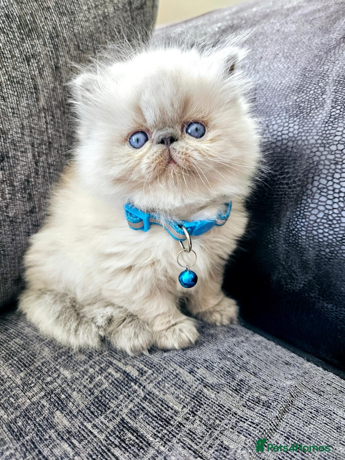 Persian cats Stunning Top Quality Persian Kittens  - Advert 2