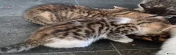Mixed Breed cats for sale: Tabby Kittens and Tortoise Shell - Advert 7