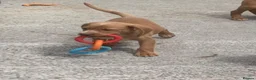 Cockerdor dogs for sale: Fox red Cockerdor pups 🐶 - Advert 4