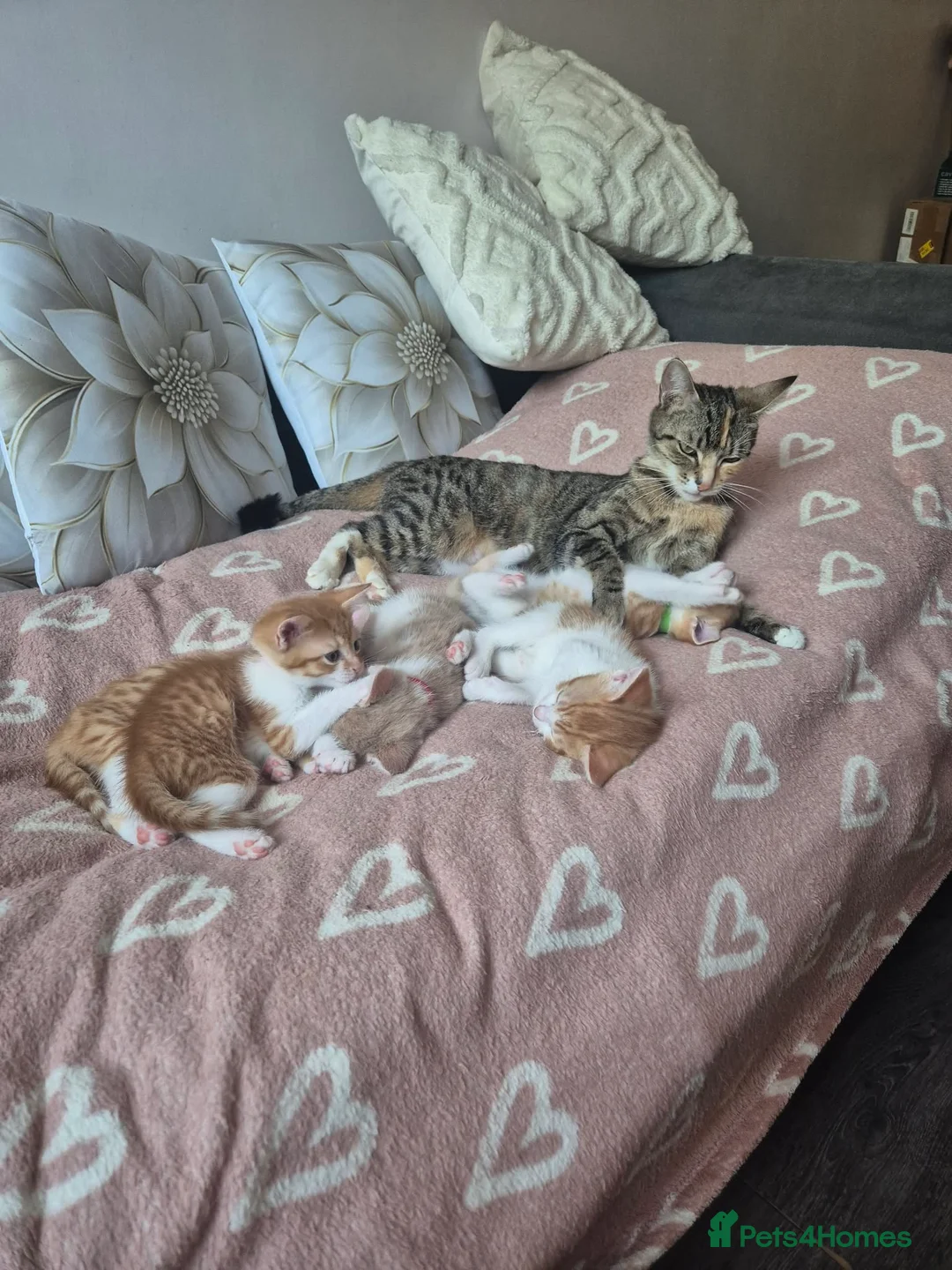 Mixed Breed cats for sale: Kittens  in Manchester - Advert 6