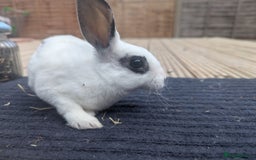 Rex rabbits for sale: Mini rex rabbit for sale - Image 3