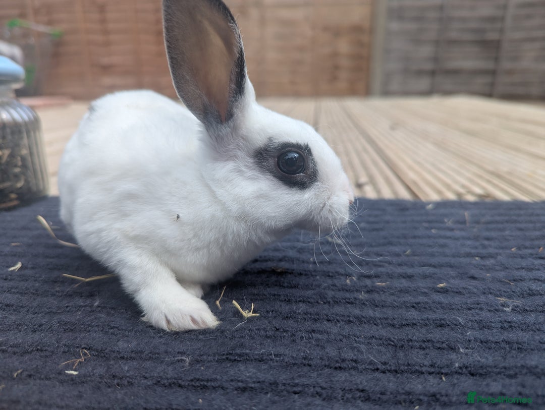 Rex rabbits for sale: Mini rex rabbit for sale - Image 3