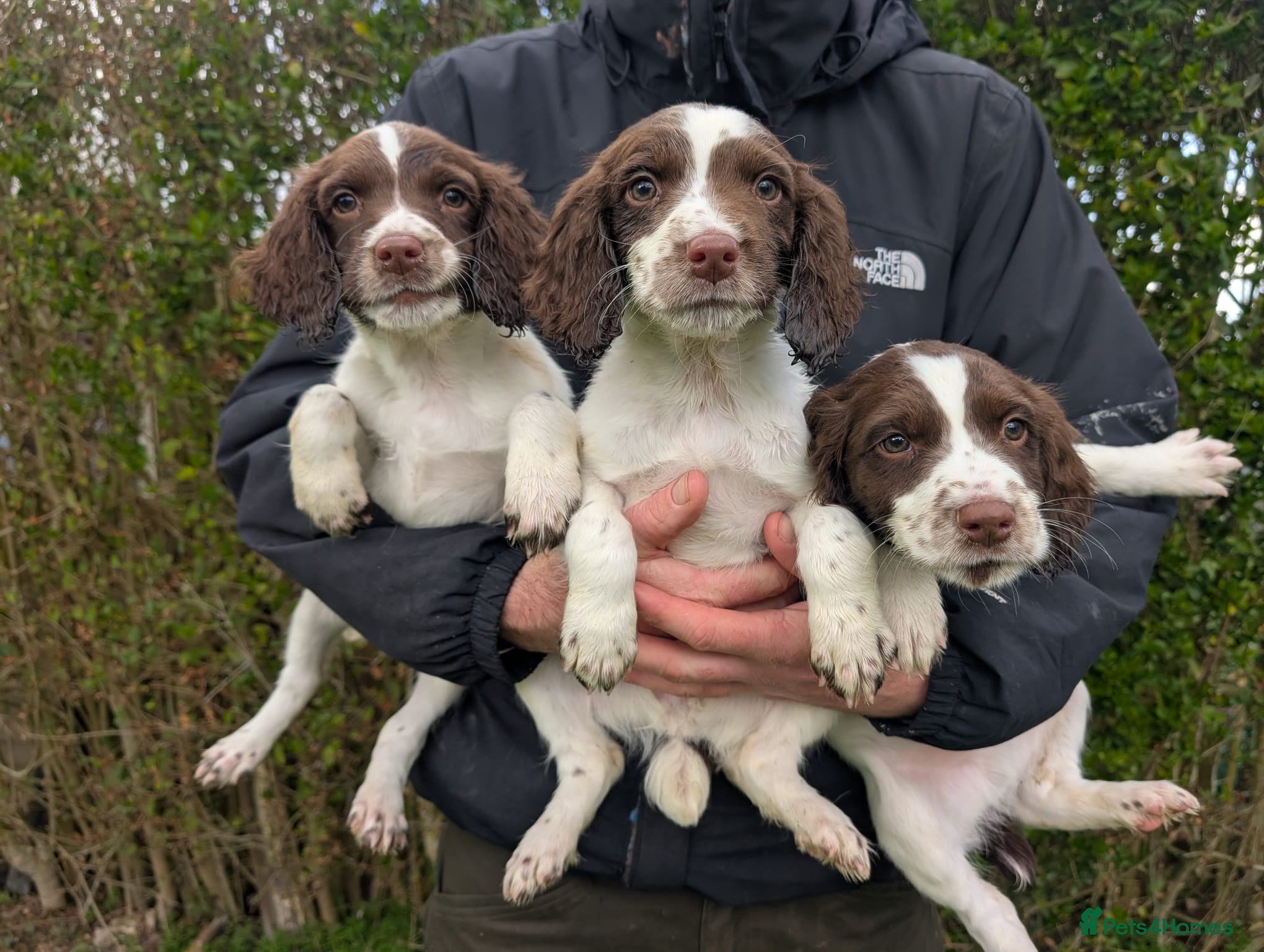 English Springer Spaniel dogs Working springer spaniels - Advert 1
