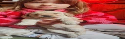 Labradoodle dogs for sale: Beautiful mutigeneration F3 labradoodle girl  - Advert 11