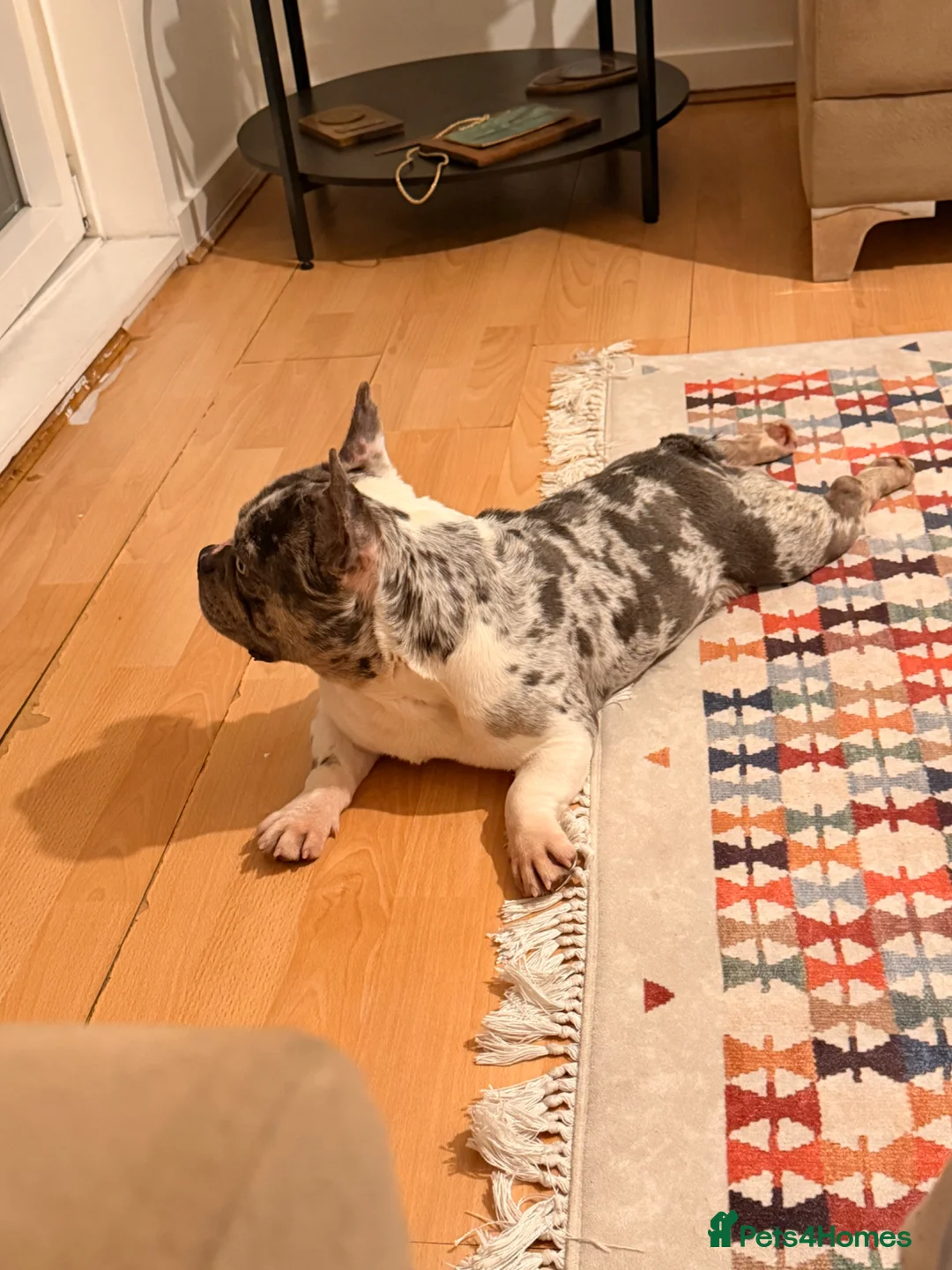 French Bulldog dogs for sale: French bulldog blue eyes - Advert 1