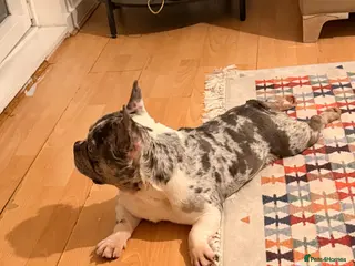 French Bulldog dogs French bulldog blue eyes - Advert 1