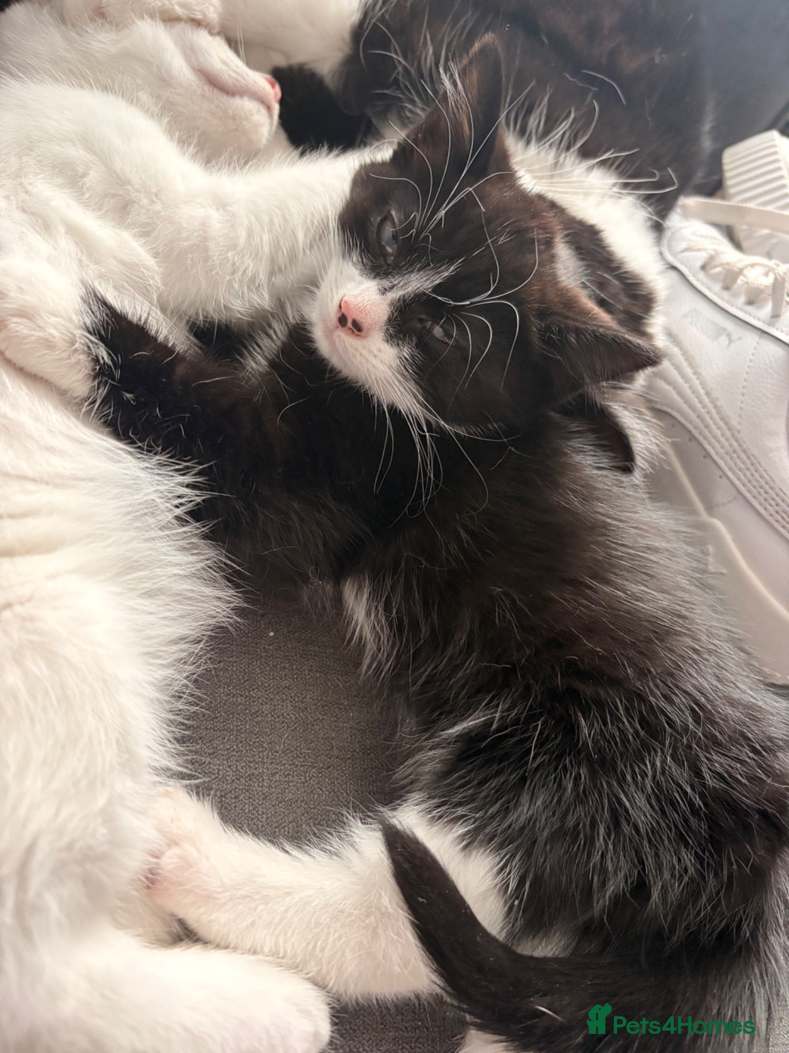 Mixed Breed cats 2 female kittens for sale  - Advert 1
