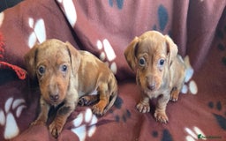 Miniature Dachshund dogs for sale: Miniature dachshund puppies - Image 5
