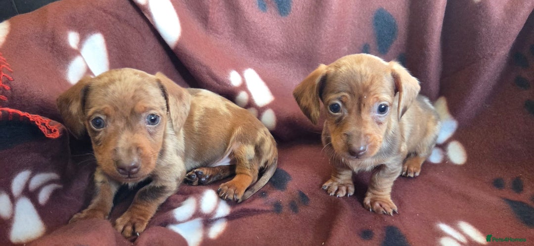 Miniature Dachshund dogs for sale: Miniature dachshund puppies - Image 5