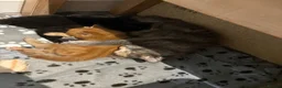 Maine Coon cats for sale: Gorgeous Maine Coon Kittens  - Advert 6