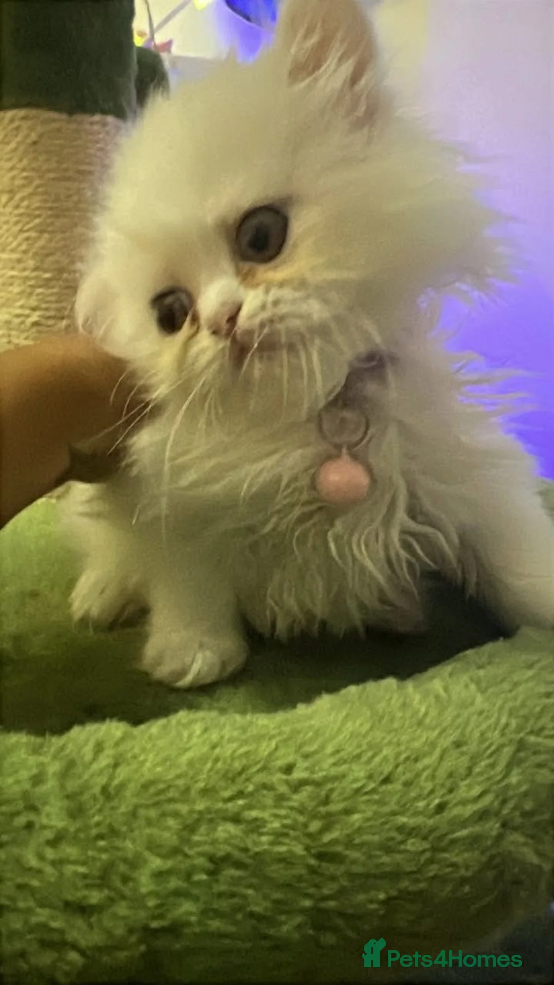 Persian cats for sale: Persian kitten🌷🌾 EXOTIC DOLL FACE PERSIAN -  - Advert 2