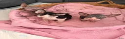 Sphynx cats for sale: Beautiful Sphynx kittens🩵💙🩵 - Advert 16