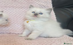 Ragdoll cats for sale: Affectionate, Cuddly, Playful Kittens - Image 15
