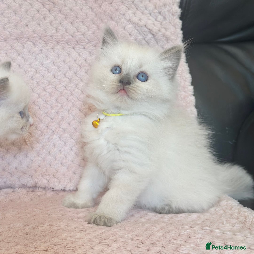 Ragdoll cats for sale: Affectionate, Cuddly, Playful Kittens - Image 15