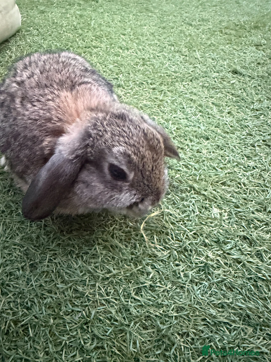 Mini Lop rabbits for sale: Mini lops ready for there new homes 🐰 - Advert 2