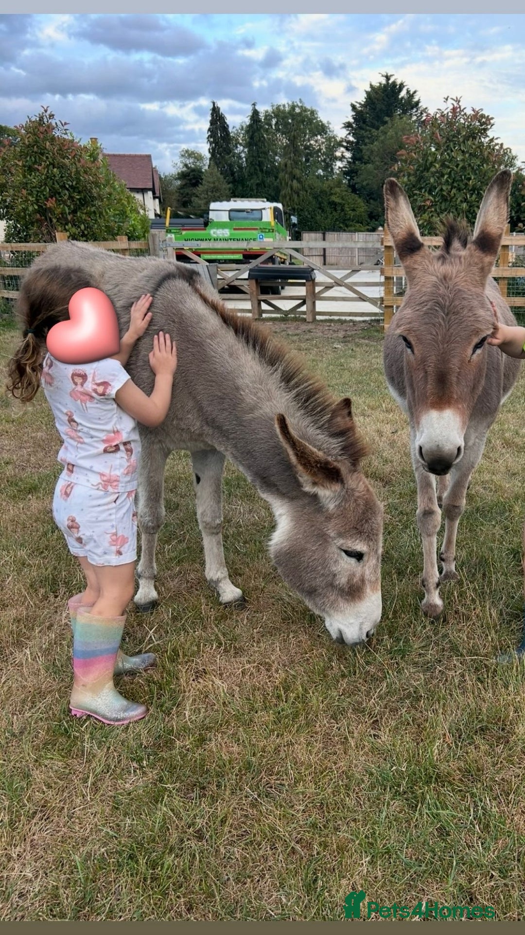 Donkey livestock for sale: 2 female donkeys for sale  - Advert 2