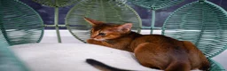 Abyssinian cats for sale: Stunning Wild Ruddy Abyssinian|TICA|Super friendly - Advert 18
