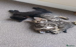 Domestic Shorthair cats for sale: Classic Tabby Domestic shorthair - Image 2
