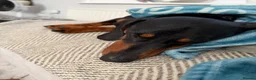 Mixed Breed dogs for adoption: 💙🐶 FRANKIE – ANOTHER CHANCE FOR A LITTLE SAUSAGE in Derby - Advert 16