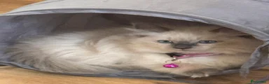 Ragdoll 3