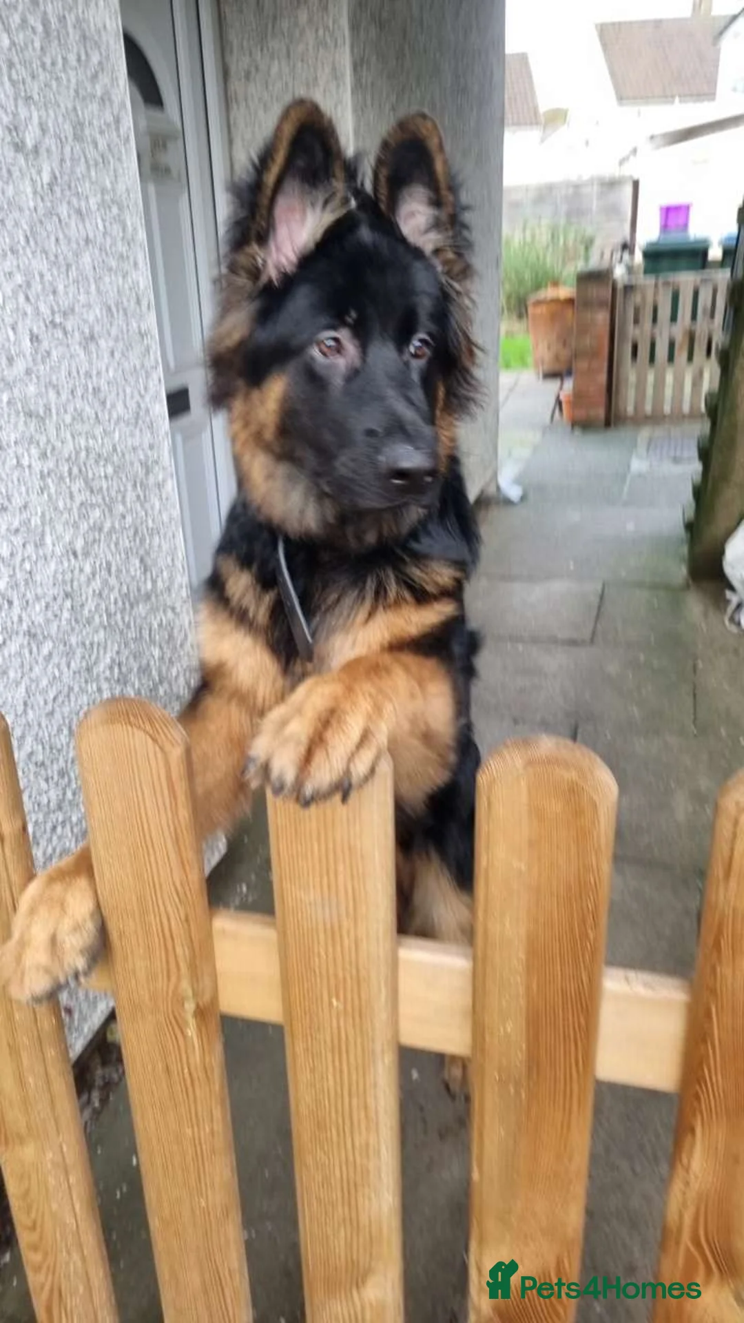 German Shepherd dogs for sale: Rehoming needed ASAP - Advert 3