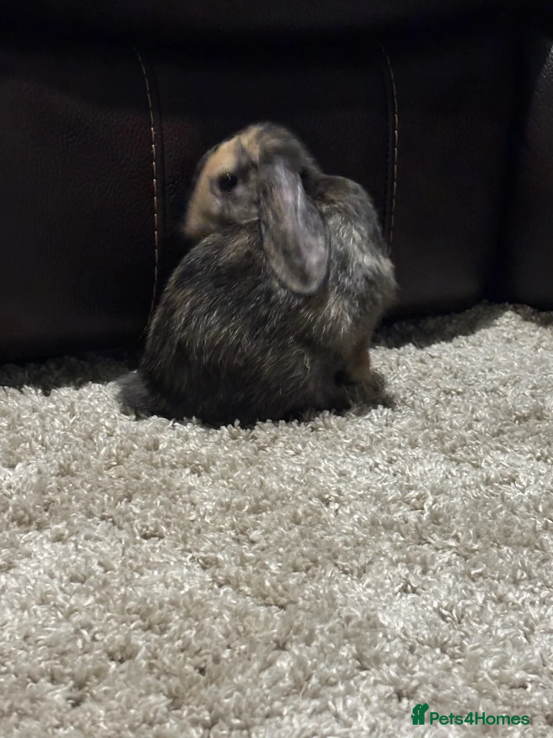Mixed Breed rabbits for sale: 2 rabbits for sale  in Nuneaton - Advert 7