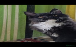 Maine Coon cats for sale: Maine-Coon kittens  - Image 29