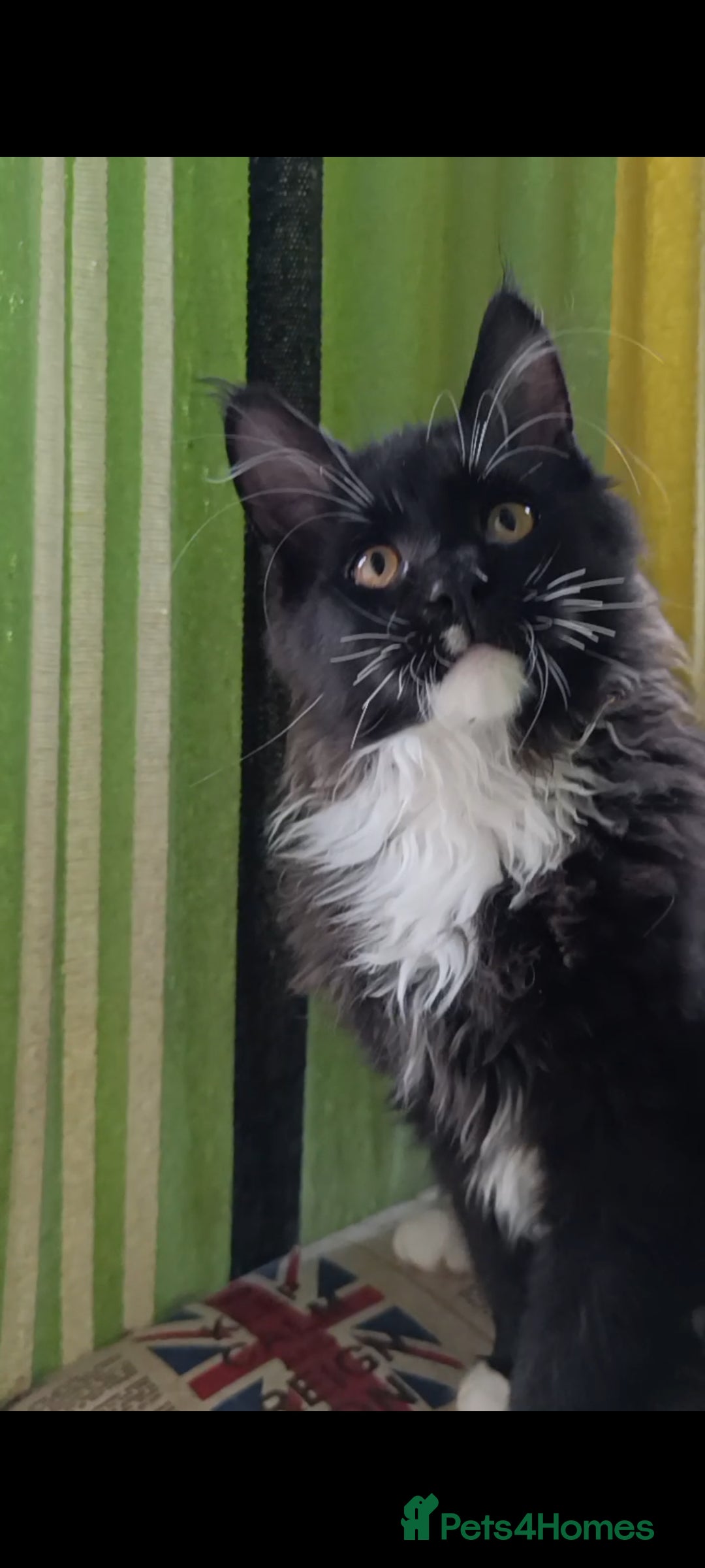 Maine Coon cats for sale: Maine-Coon kittens  - Image 29