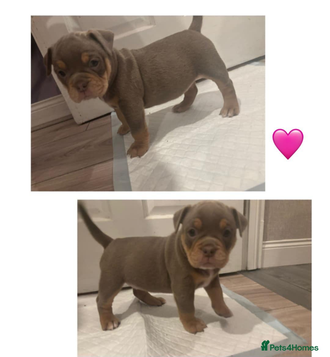 Olde English Bulldogge dogs for sale: Olde English bulldogge puppies  - Image 6