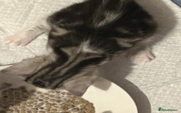 Persian cats for sale: persian x bengal - Image 8