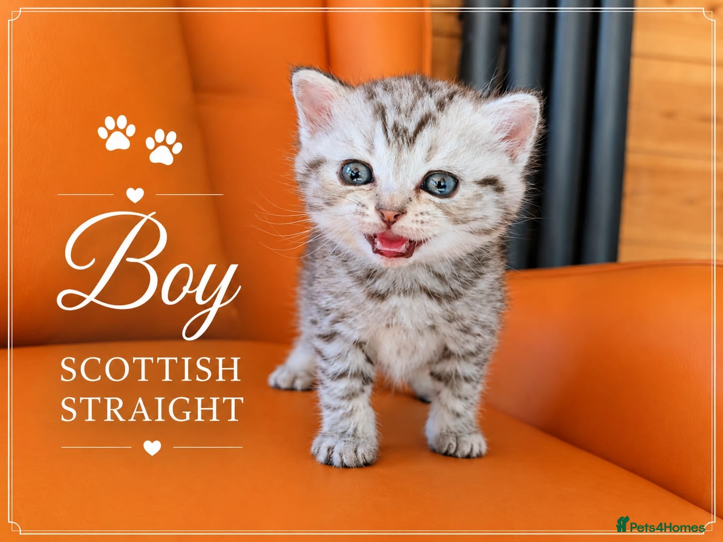 Scottish Fold cats for sale: Scotish Fold Kittens - Advert 2