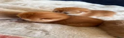 British Shorthair cats for sale: Amazing Cy12 & Ny12 British Shorthair Kittens - Advert 6