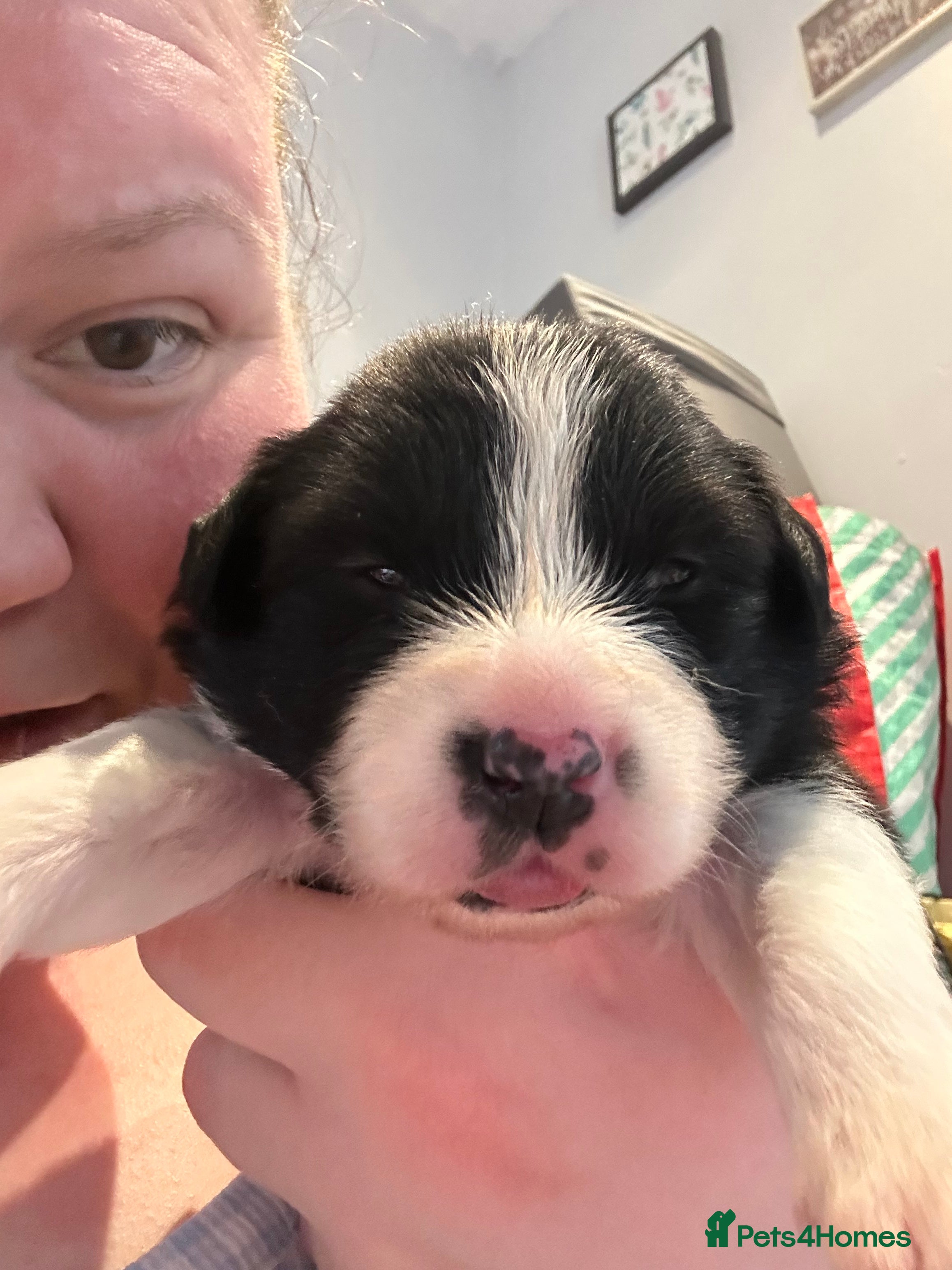 Border Collie dogs Border collie puppies - Advert 2