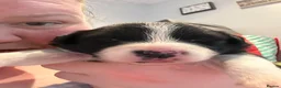 Border Collie dogs for sale: Border collie puppies in Tranent - Advert 2