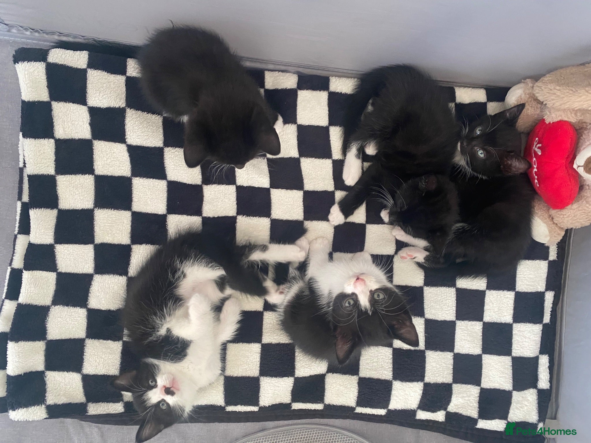 Mixed Breed cats 4 beautiful boys - Advert 3