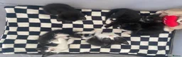 Mixed Breed cats for sale: 4 beautiful boys - Advert 1