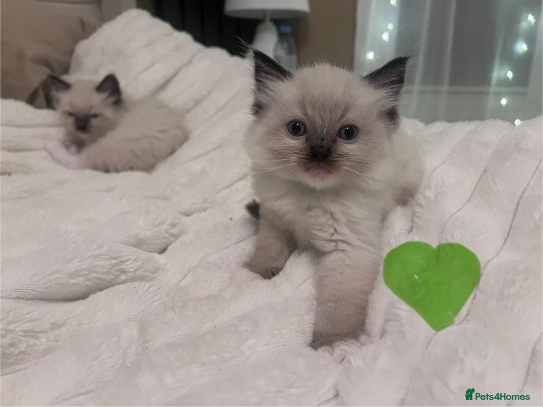 Ragdoll cats for sale: 4 gorgeous Ragdoll kittens for sale - Advert 28