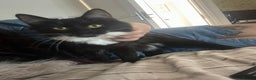 Mixed Breed cats for sale: Female semi coat black and white  - Advert 1